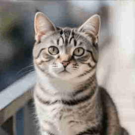 fazer o gato fala com Dreamface