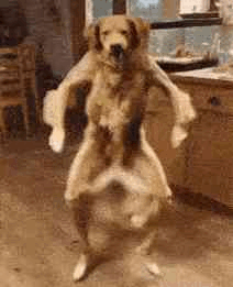 um golden retriever que estava dançando
